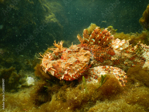 Stone Fish