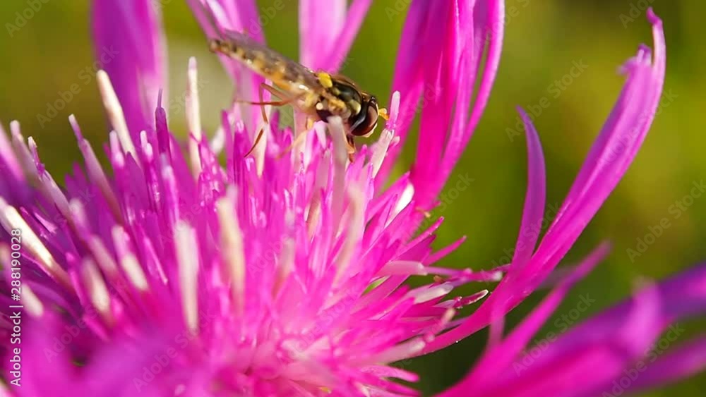 A wasp on a pink flower. Insects in the wild natural environment. A wasp on a pink flower. Insects in the wild natural environment.