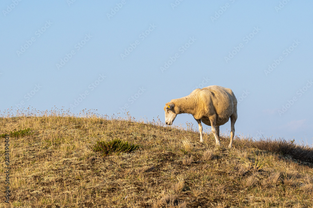 Fototapeta premium Sheep in warm evening light against blue sky 