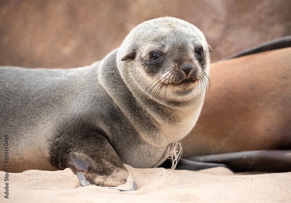 Fototapeta premium Cape fur seals on Namibian skeleton coast.