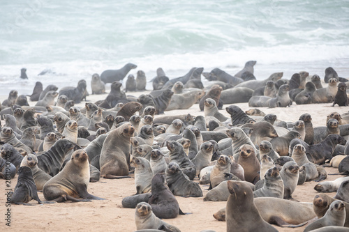 Cape fur seals on Namibian skeleton coast. © Kertu
