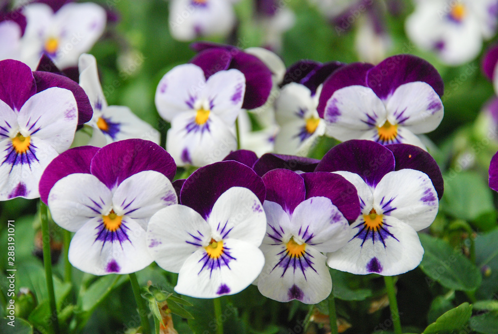 Heartsease (Viola) or Violet. Viola is a genus of flowering plants in the violet family Violaceae. Heartsease (Viola) or Violet. Viola is a genus of flowering plants in the violet family Violaceae.
