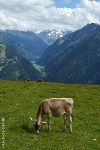 Zillertaler Alpen, Blick vom Penken zum Stilluptal, Österreich