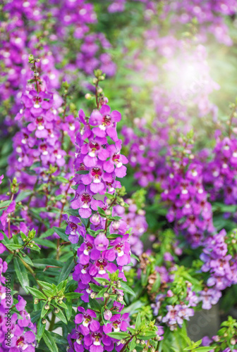 Angelonia flower  Angelonia goyazensis benth in the flower garden