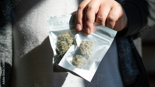 Anonymous hands holding bags of marijuana photo