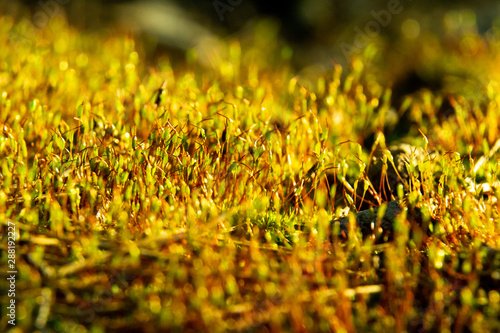 Magical macro forest of moss at sunset.