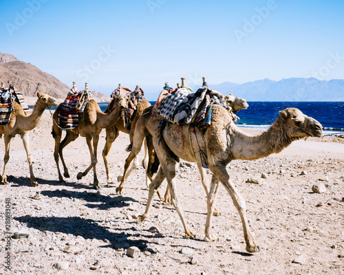 Camels caravan on the shore of the Gulf of Aqaba near Blue Hole, Sinai, Egypt.