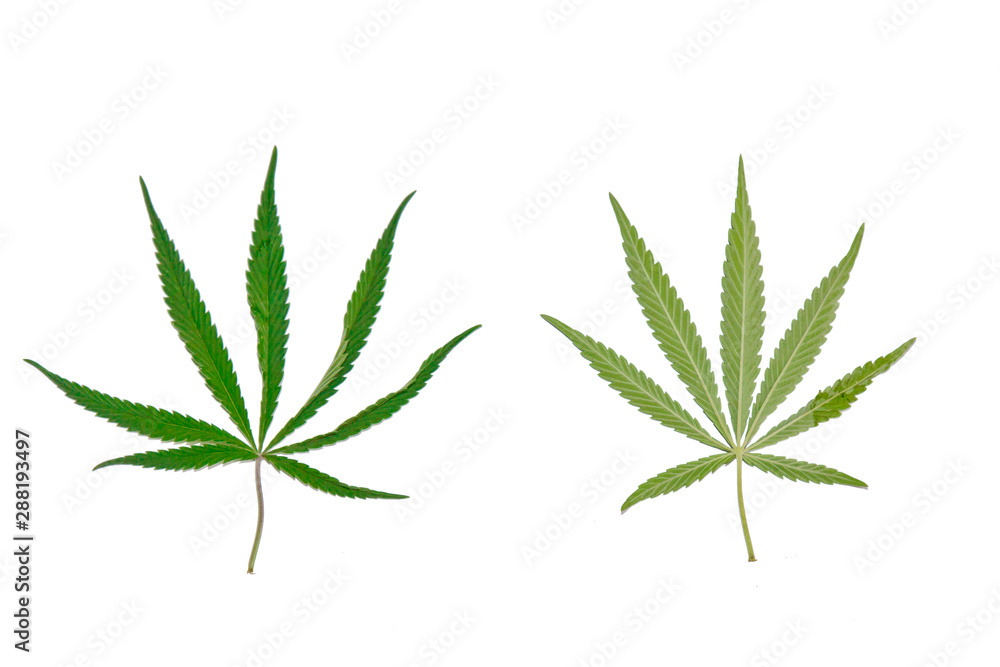 green hemp leaves isolated on white background top view. cannabis bush green hemp leaves isolated on white background top view. cannabis bush