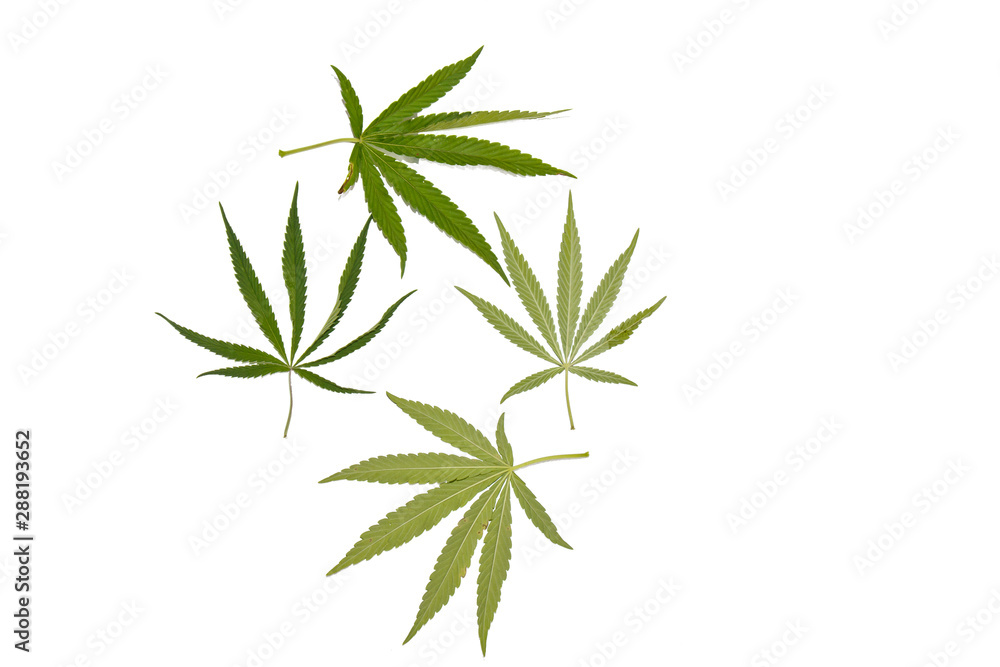 green hemp leaves isolated on white background top view. cannabis bush green hemp leaves isolated on white background top view. cannabis bush