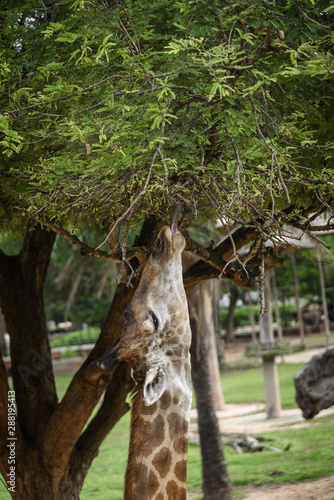 Giraffes are eating food th...
