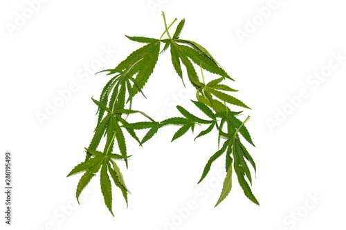 green hemp leaves isolated on white background top view. cannabis bush