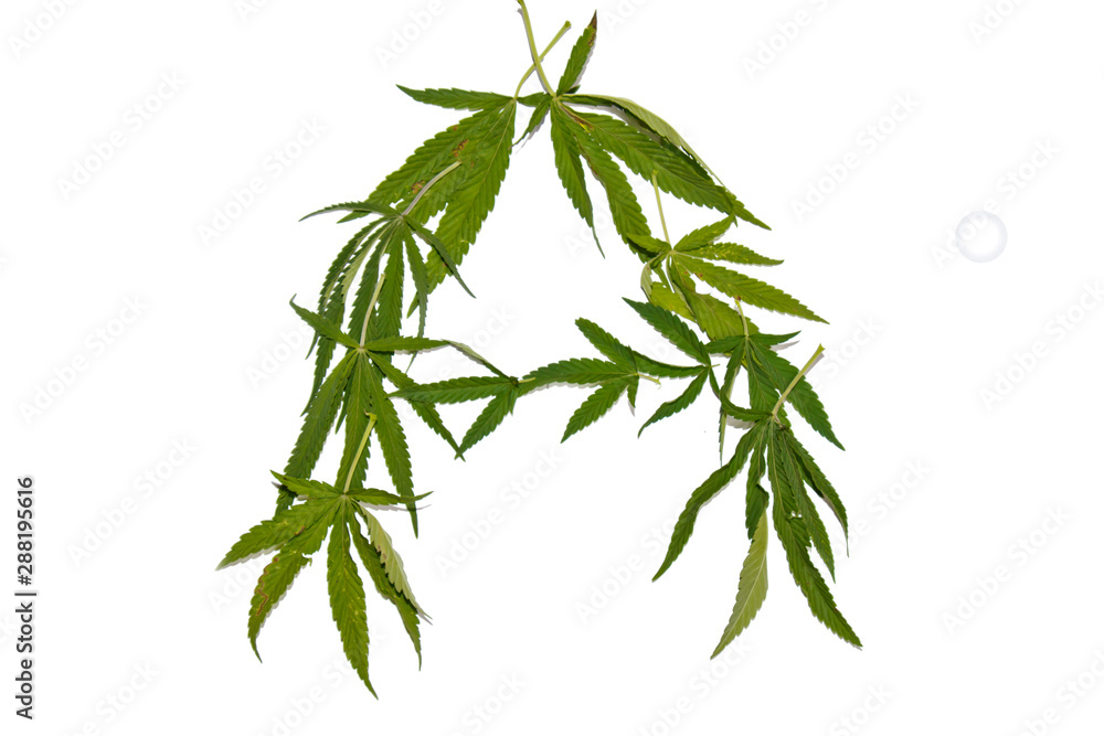 green hemp leaves isolated on white background top view. cannabis bush green hemp leaves isolated on white background top view. cannabis bush