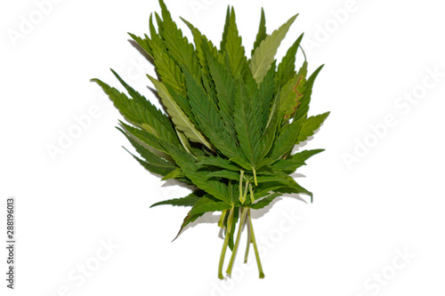 green hemp leaves isolated on white background top view. cannabis bush
