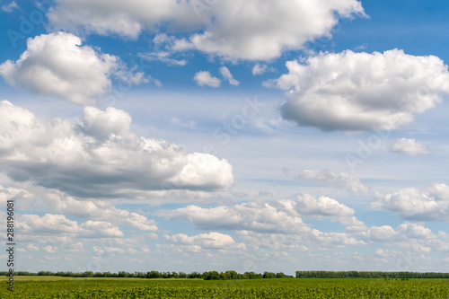 Beautiful white clouds extending into perspective over a summer green field.