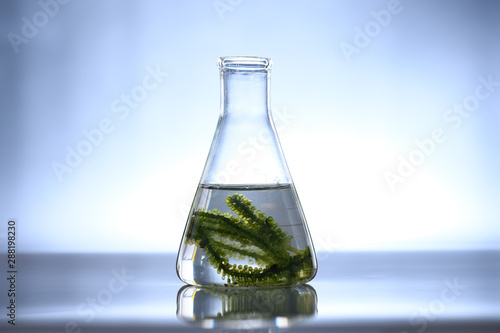 algae seaweed research, biofuel  industry science, sustainable concept photo