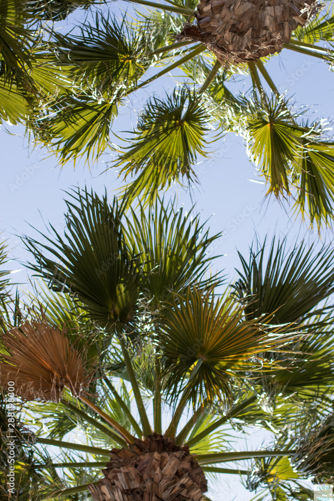 Palmeras tropicales con vistas al cielo