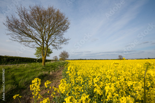 Rape fields