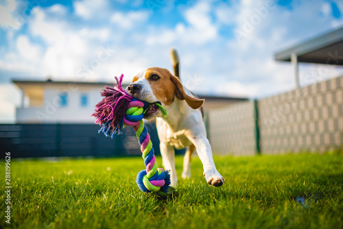 Photography Beagle dog fun in garden outdoors run and jump with rope towards camera