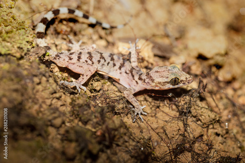 lizard  reptile  animal  gecko  green  nature  wildlife  macro  closeup  eye  wild  scale  close-up  andamans  india  islands  tropical  reptiles  animals  camouflage  jungle  island  asia  sea  andam