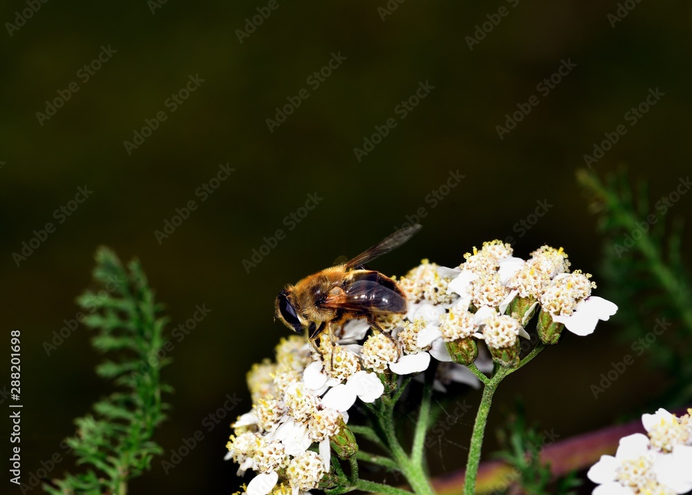 Hoverfly nectar feeding on a white flower Hoverfly nectar feeding on a white flower