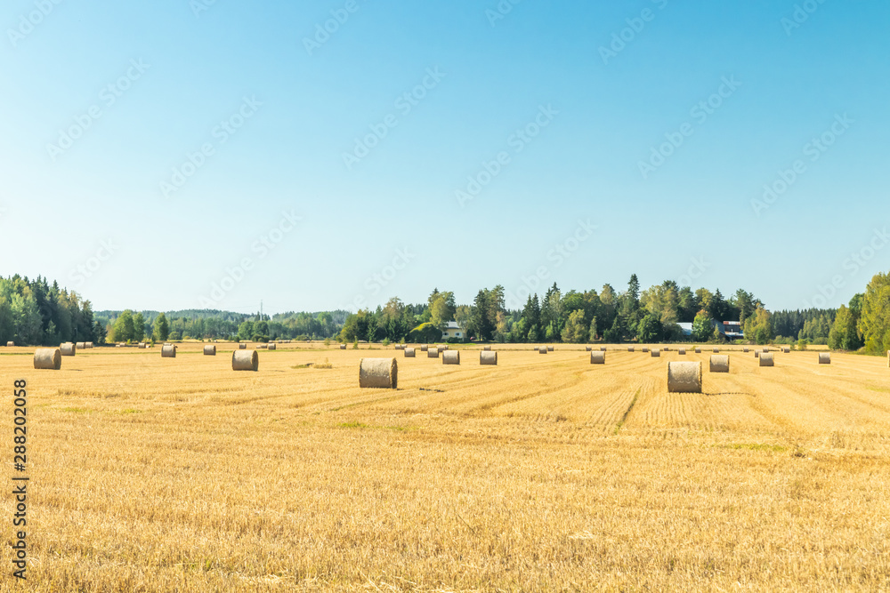 Rolls of hay bales in a field at farm.