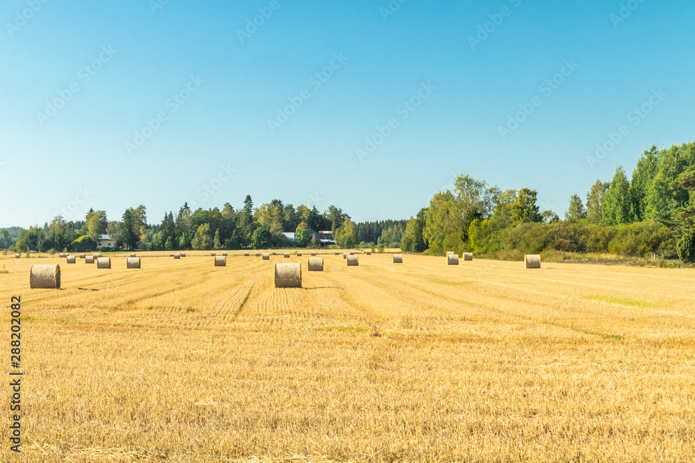 Rolls of hay bales in a field at farm.