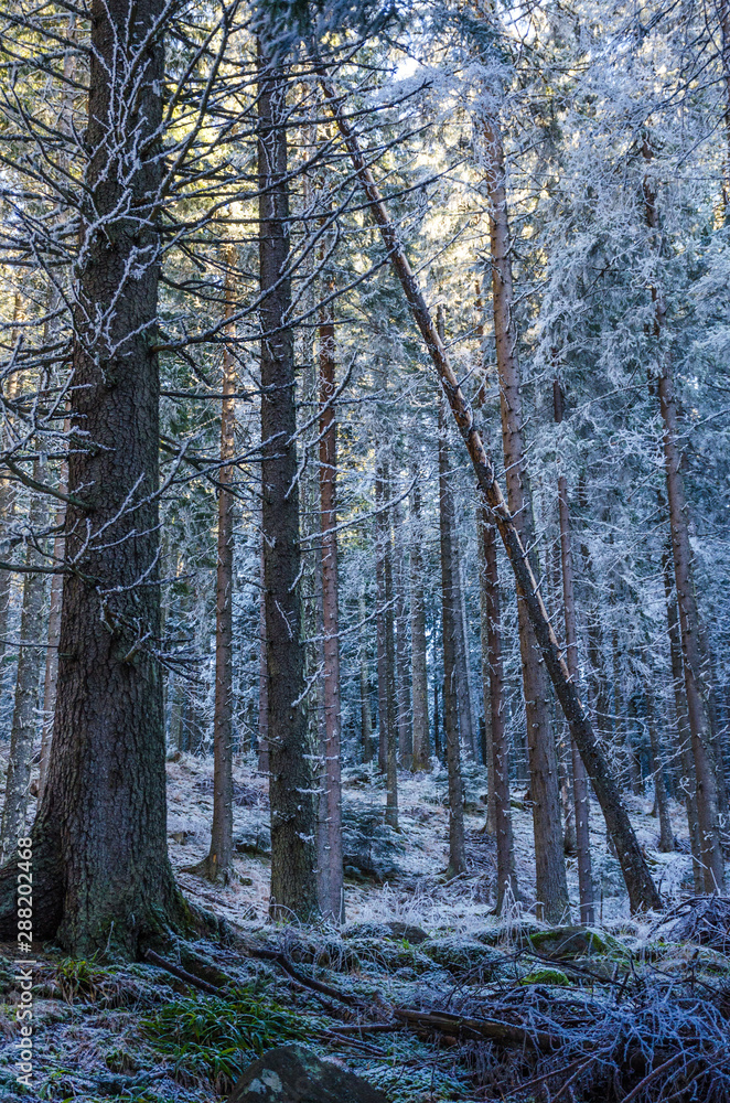 Frozen trees in sunny cold winter morning, Retezat National Park, Carpathian Mountains, Romania
