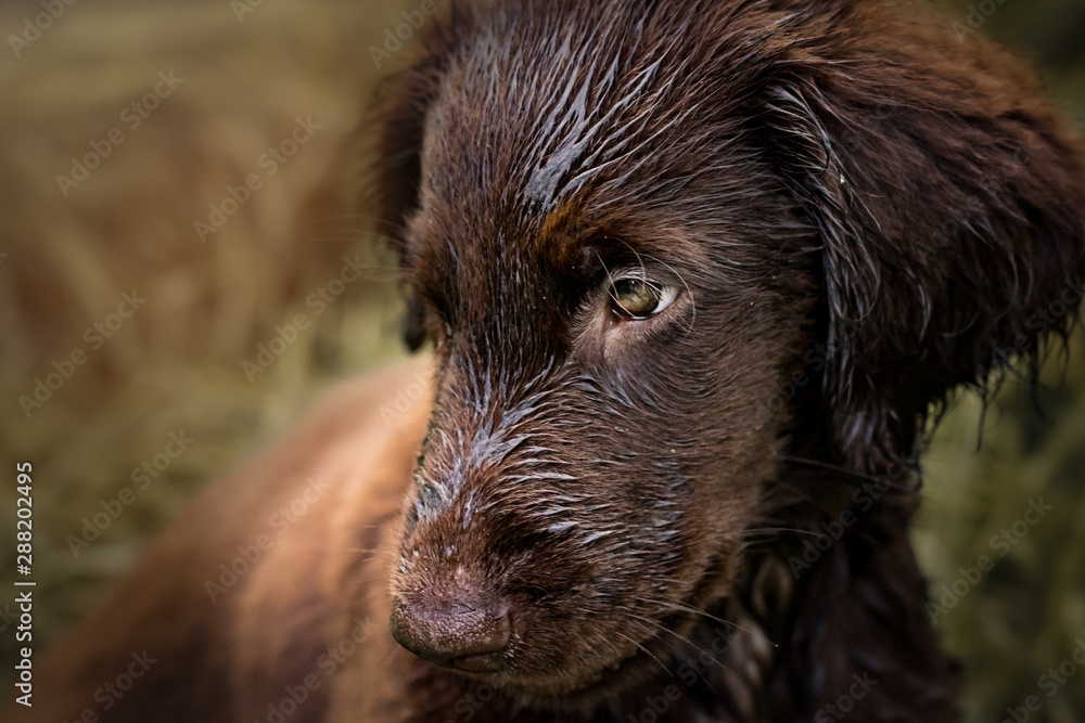 Brown Flatcoated Retriever 