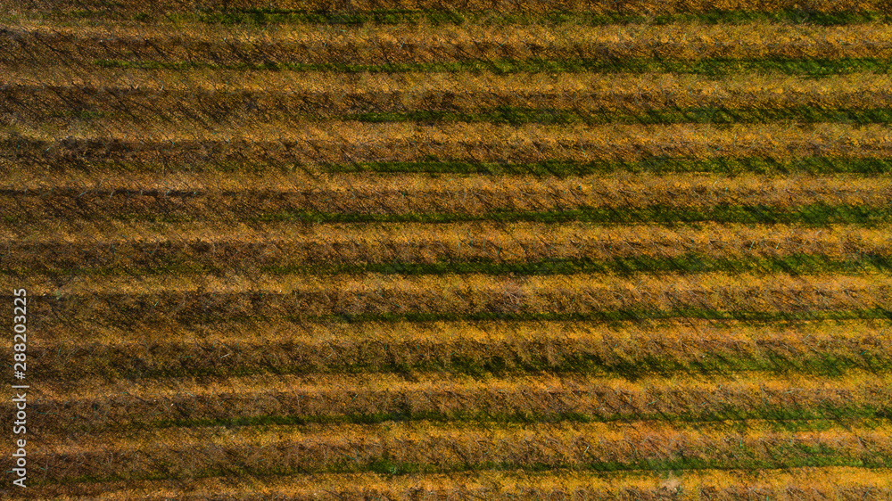 Plantation of fruit trees in autumn Plantation of fruit trees in autumn