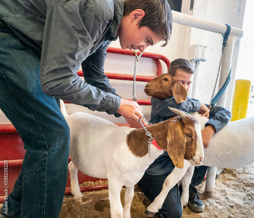 Boys and Goats at County Fair
