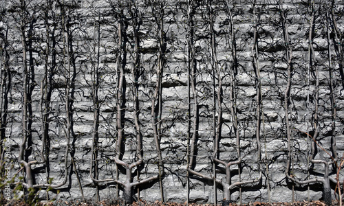 Fruit tree on an espalier in the winter