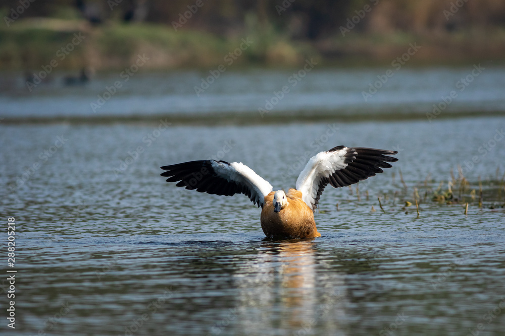 Ruddy shelduck or tadorna ferruginea closeup with wings open in a blue water and beautiful background at keoladeo national park, bharatpur bird sanctuary, rajasthan, india Ruddy shelduck or tadorna ferruginea closeup with wings open in a blue water and beautiful background at keoladeo national park, bharatpur bird sanctuary, rajasthan, india
