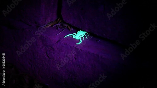 A scorpion hunting under a brick gets sprayed with poison and quickly retreats backwards into a crevice between the bricks in the wall.  It is under a black light and glowing green.