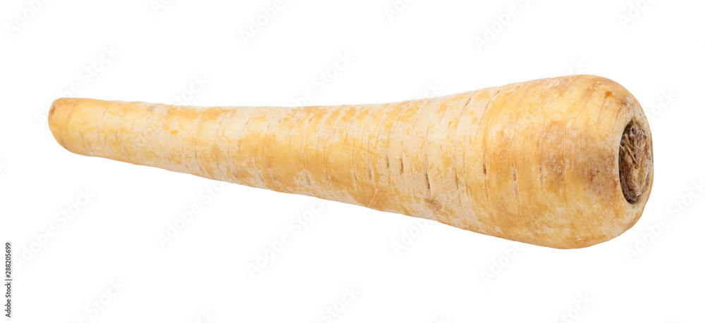 single ripe root of Parsnip (pastinaca sativa) single ripe root of Parsnip (pastinaca sativa)