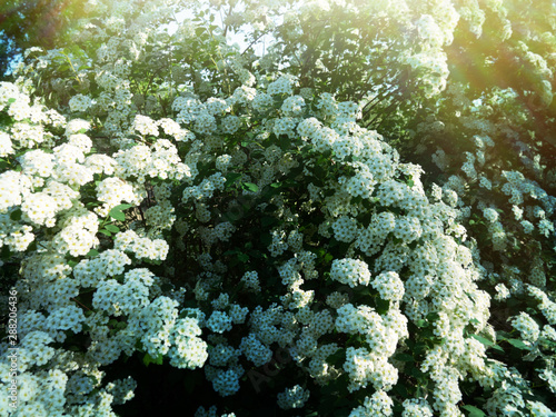 Spiraea cantoniensis photo