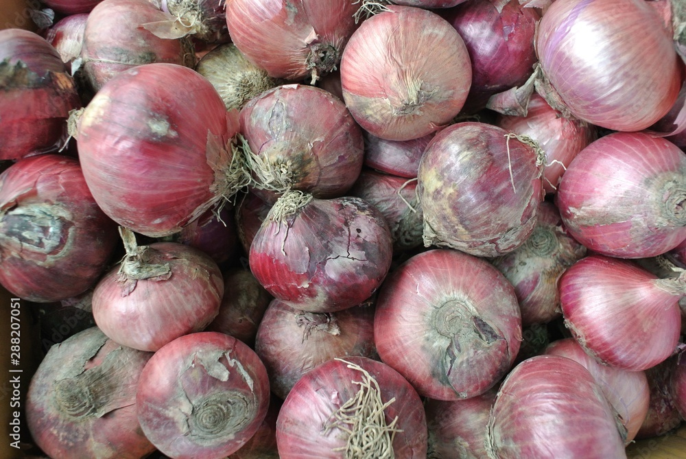 Shallot is a plant in the lily family, based on the French gray challot or griselle in this species Cultivated in Central and Southwest Asia, Allium cepa var. Aggregatum, also known as A. ascalonicum Shallot is a plant in the lily family, based on the French gray challot or griselle in this species Cultivated in Central and Southwest Asia, Allium cepa var. Aggregatum, also known as A. ascalonicum