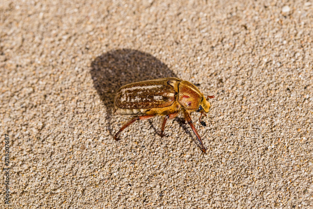 Anoxia orientalis is a genus of dung beetle in the family Scarabaeidae. Anoxia orientalis is a genus of dung beetle in the family Scarabaeidae.
