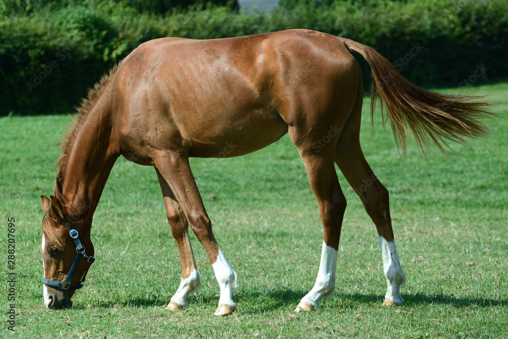 Fototapeta premium Pferde und Fohlen auf der Koppel auf dem Lande