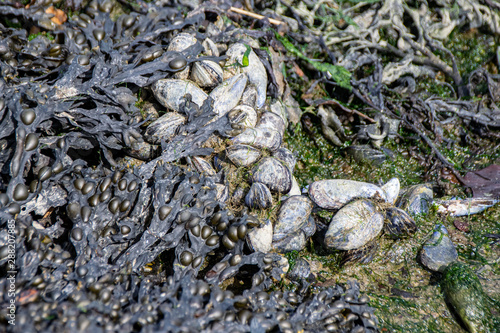Coastal mussels and seaweed growing around discarded rope