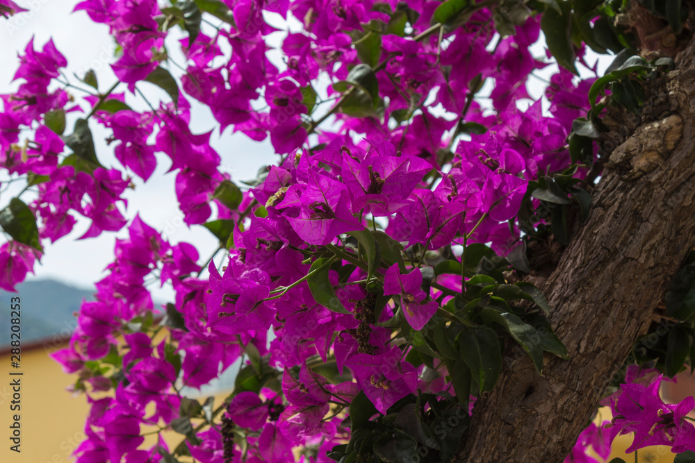 Obraz premium Lilac flowers bougainvillea, natural background