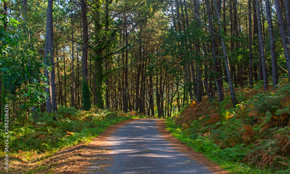 Camino de Santiago /Santiago's road. Buxán. A Coruña