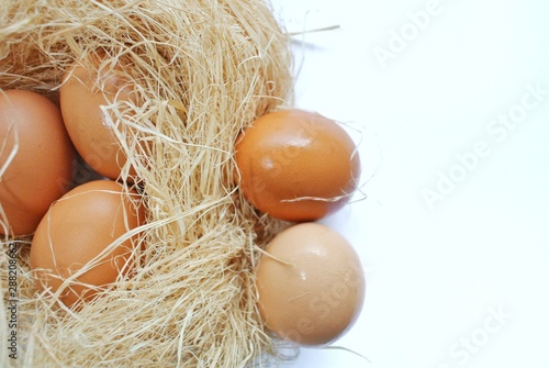 Eggs in the bird's nest on white background