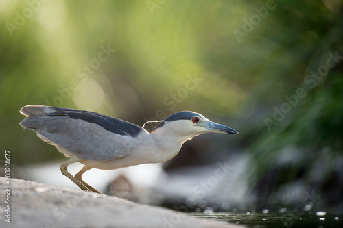 A Black-crowned Night Heron stalks in the bright green marsh grasses in soft light. © rayhennessy