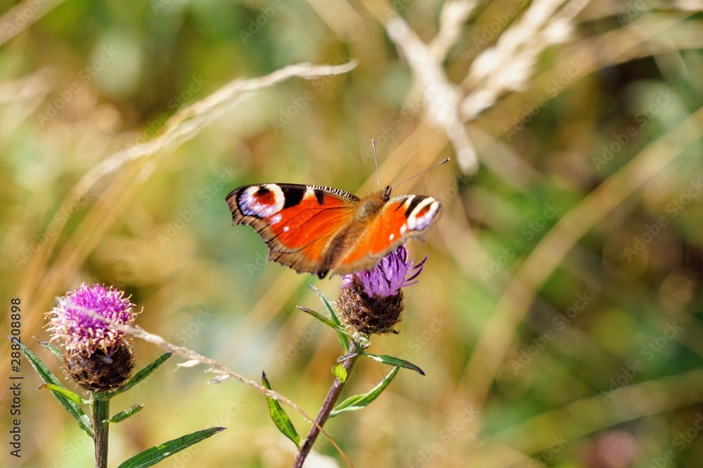 Peacock Butterfly Isolated on a Thistle Flower - Aglais Io Peacock Butterfly Isolated on a Thistle Flower - Aglais Io