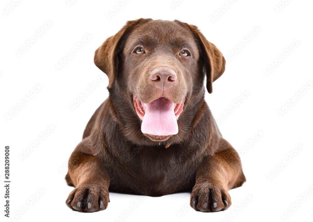 Cute Labrador puppy lying isolated on a white background Cute Labrador puppy lying isolated on a white background