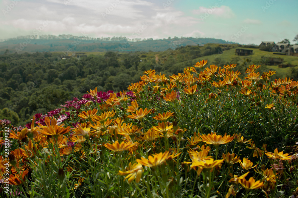 field of flowers field of flowers
