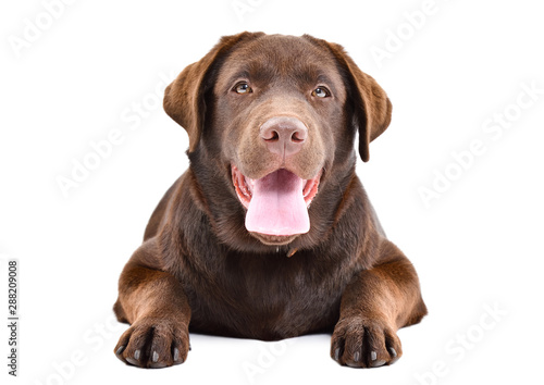 Cute Labrador puppy lying  isolated on a white background