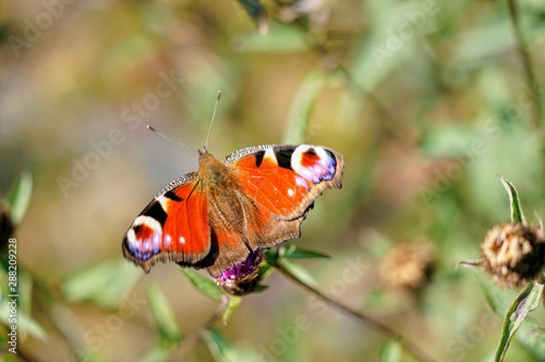 Peacock Butterfly Isolated on a Thistle Flower - Aglais Io