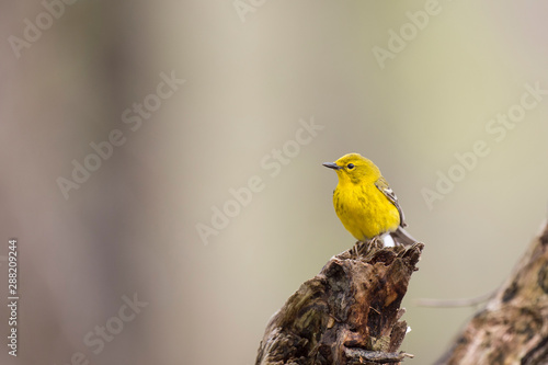 A bright yellow Pine Warbler perched on a stump of wood with a smooth brown background. photo