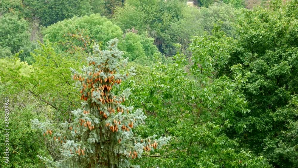 The Blue Spruce(also known as white spruce Picea pungens) The top